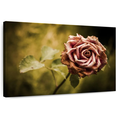 Harnek Faded Pink Rose