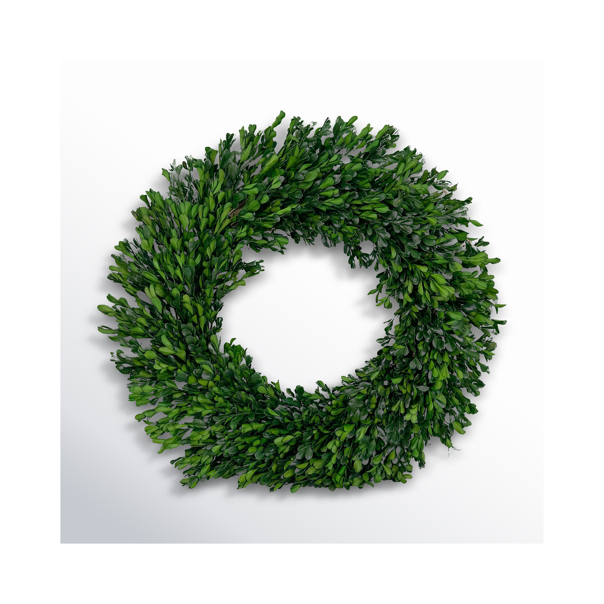 21'' Preserved Wheat Fall Wreath, Green