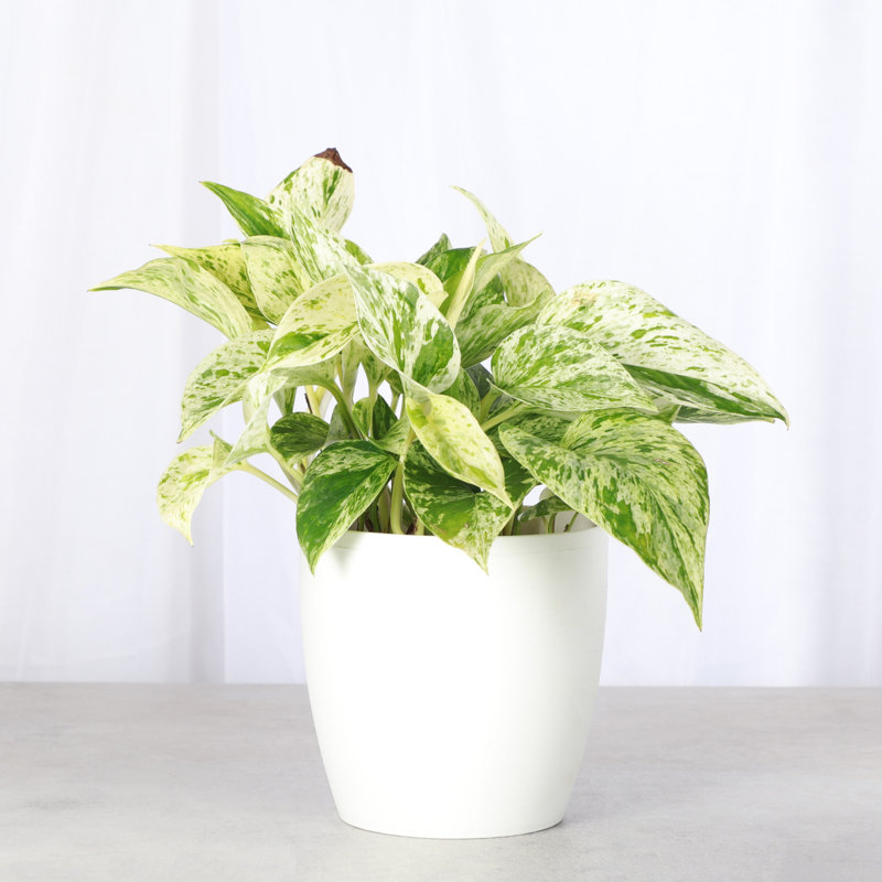 Marble Queen Pothos Plant in Pot, White