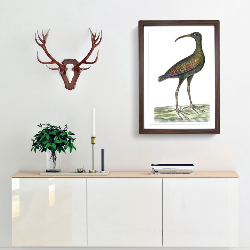 Brazilian Curlew Bird by George Shaw - Picture Frame Painting Print, Walnut Framed, 36cm H x 27cm W x 2cm D