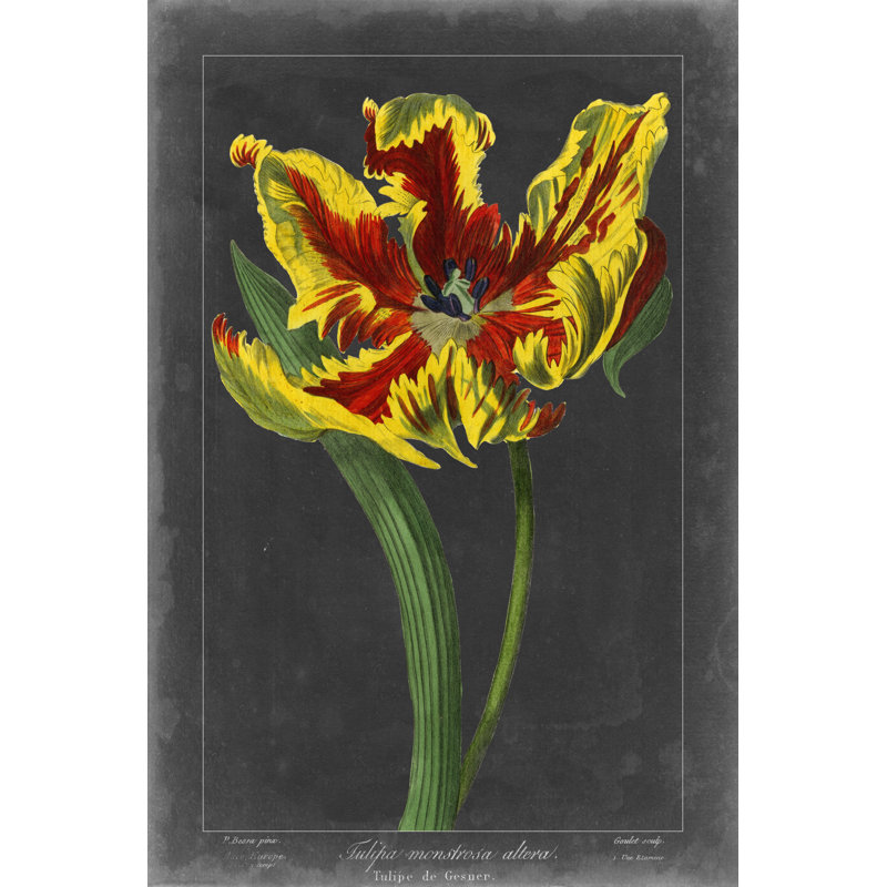 Minuit tulipe III, H 48 po x l 32 po x P 1,25 po