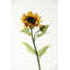 Large Sunflower Stem