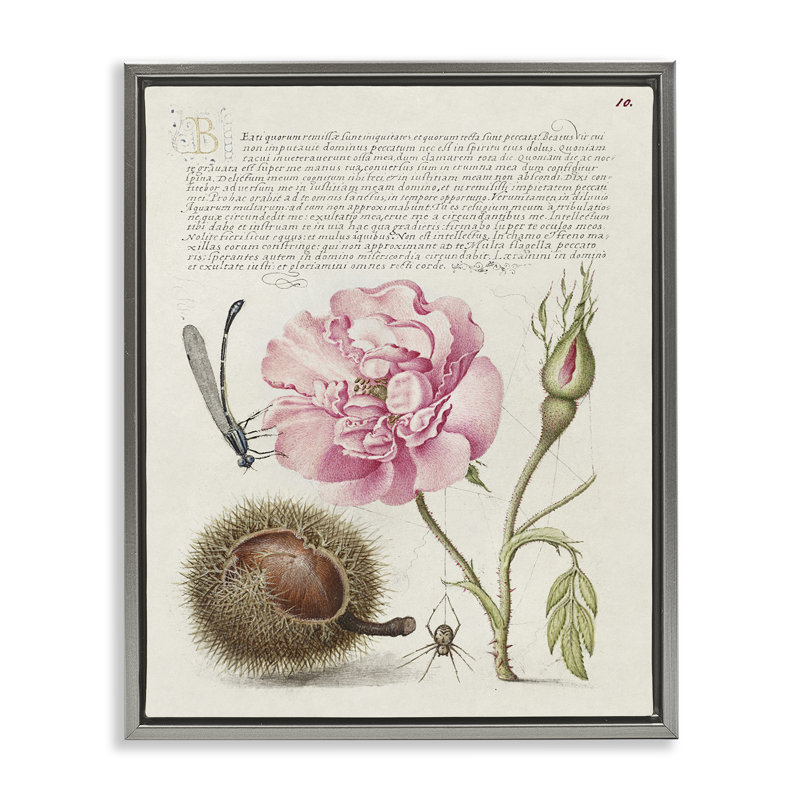 «Antique Study Page», art mural encadré par Joris Hoefnagel, H 31 po x l 25 po, Cadre flottant gris lustré