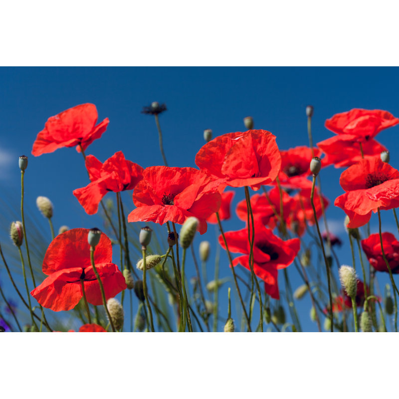 Red Meadow Poppies - Wrapped Canvas Print, 30cm H x 46cm W