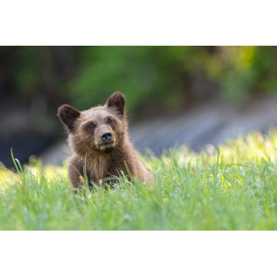 Grizzly Bear by Kencanning