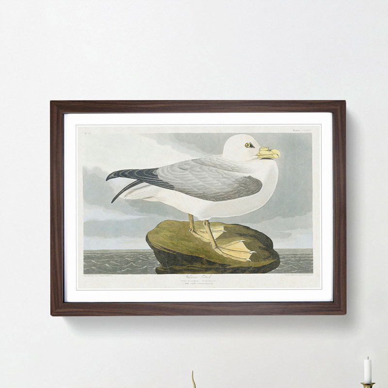 Fulmar Bird by John Audubon - Picture Frame Painting Print, Walnut Framed, 27cm H x 36cm W x 2cm D