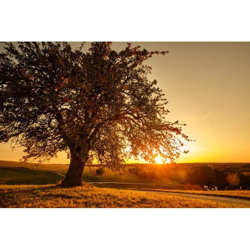 Beautiful Tree by Franconiaphoto - Wrapped Canvas Print, 30cm H x 46cm W x 3.8cm D