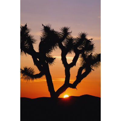 Silhouette de Joshua Tree au coucher du soleil, reproduction d'affiche (24 x 38)