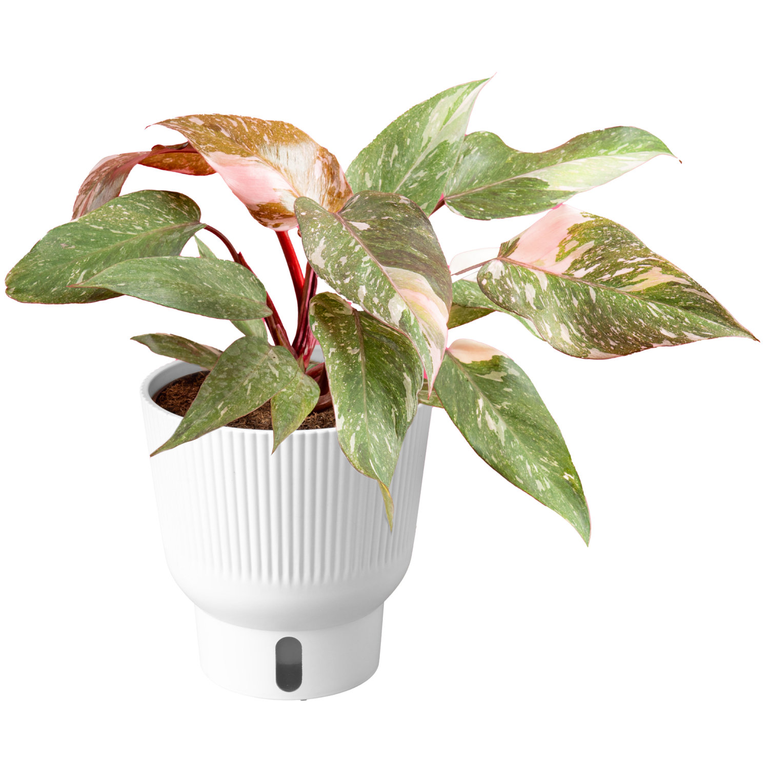 Costa Farms Indoor Trending Tropicals Collection Pink Princess