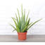 Live Aloe Vera Plant, 6" Diameter