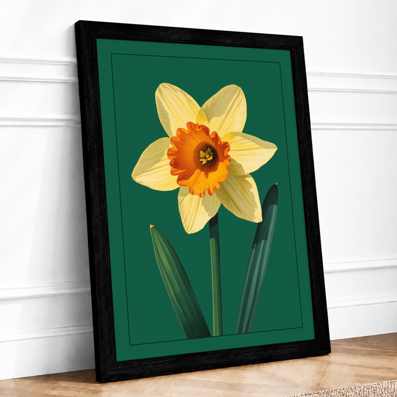 Daffodil Study Botanical - Framed Print, A4 - 29.7 x 21.0 cm, Black