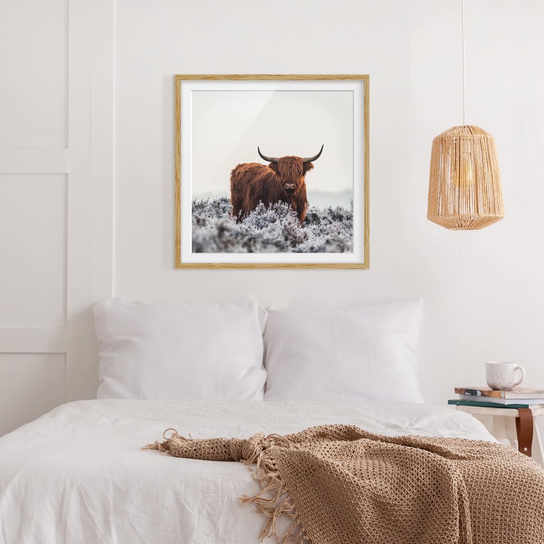 Gerahmter Fotodruck Bison in den Highlands