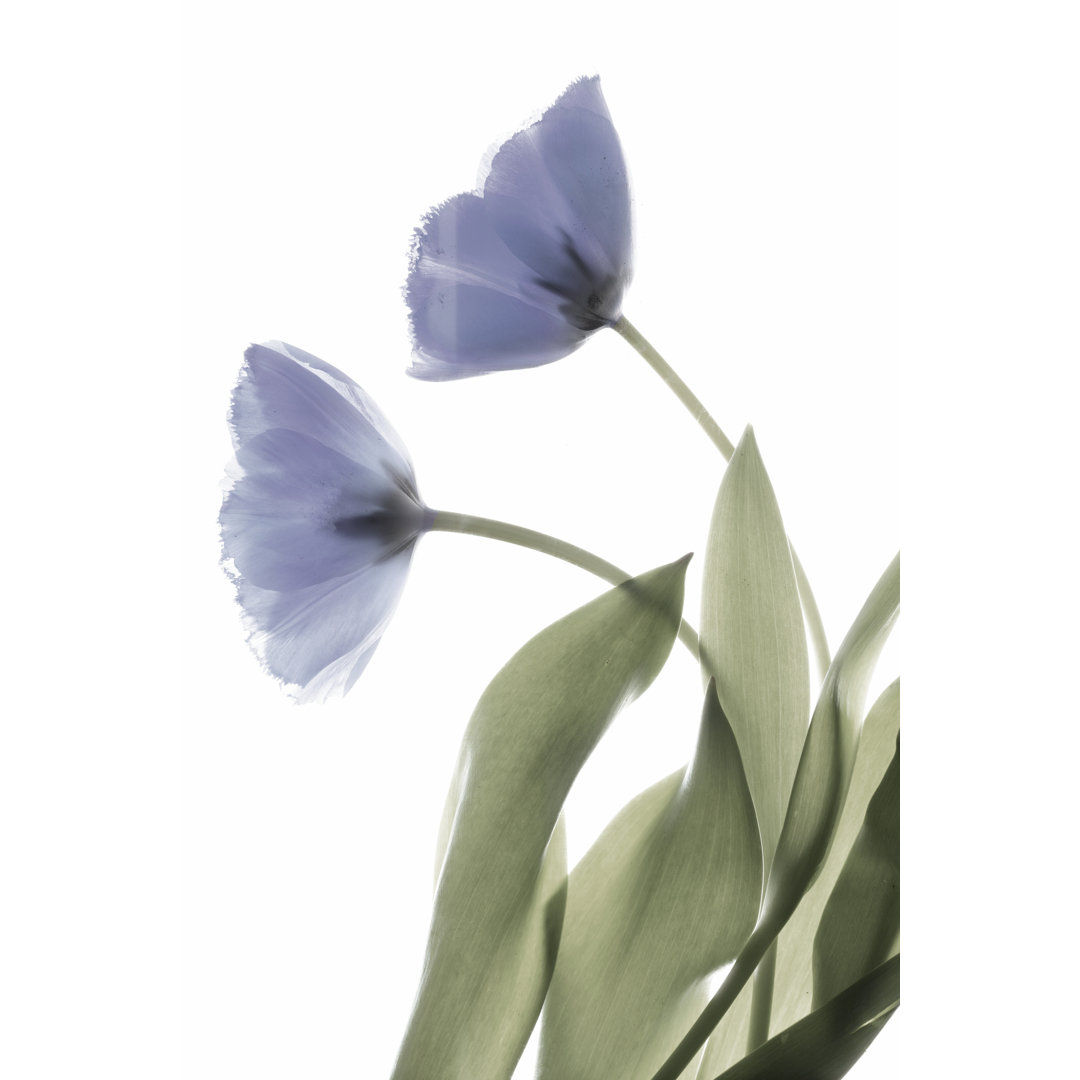 Leinwandbild Xray Tulip III