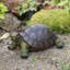 Turtle Statue - Decorative Ceramic Outdoor