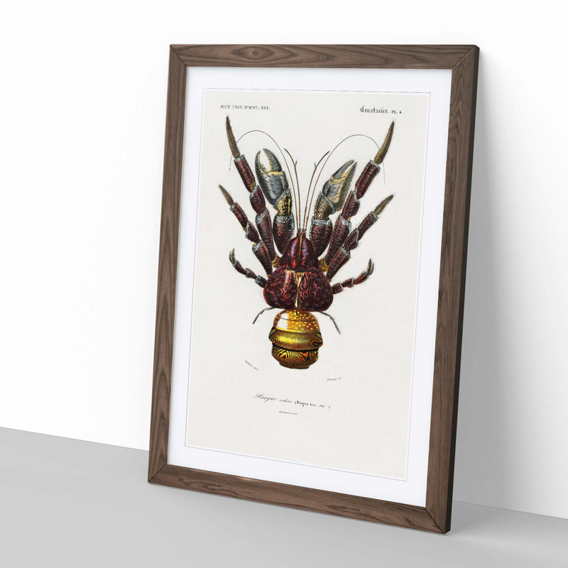 Coconut Crab by Charles D' Orbigny - Framed Print, Walnut Framed, 48cm H x 36cm W x 2cm D
