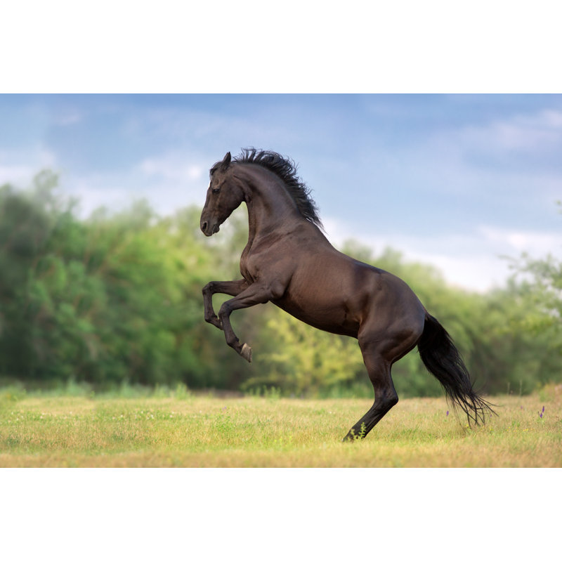 Black Stallion Rearing Up by Nemyrivskyi Viacheslav - Wrapped Canvas Print, 81.28cm H x 121.92cm W
