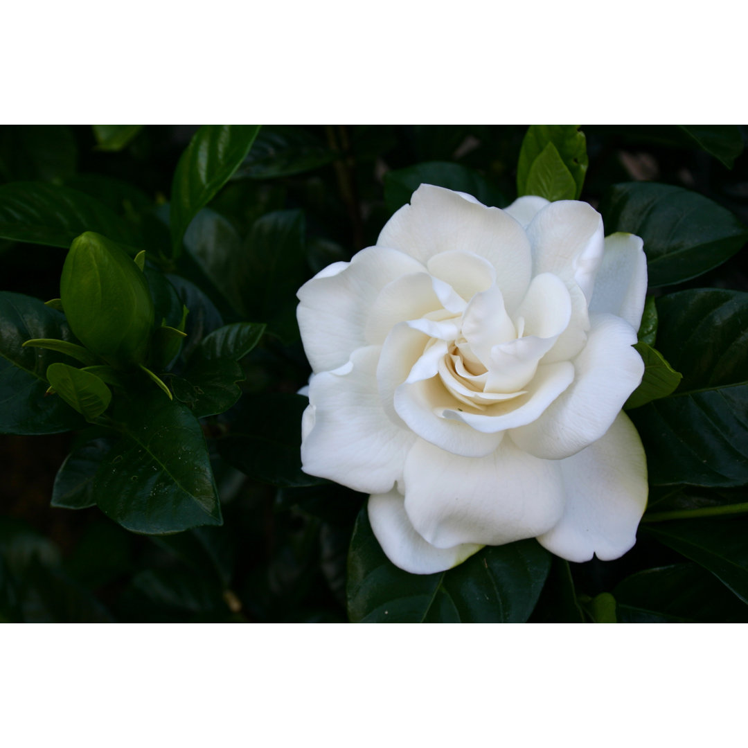 Fotodruck Gardenia Flower von Creativefire