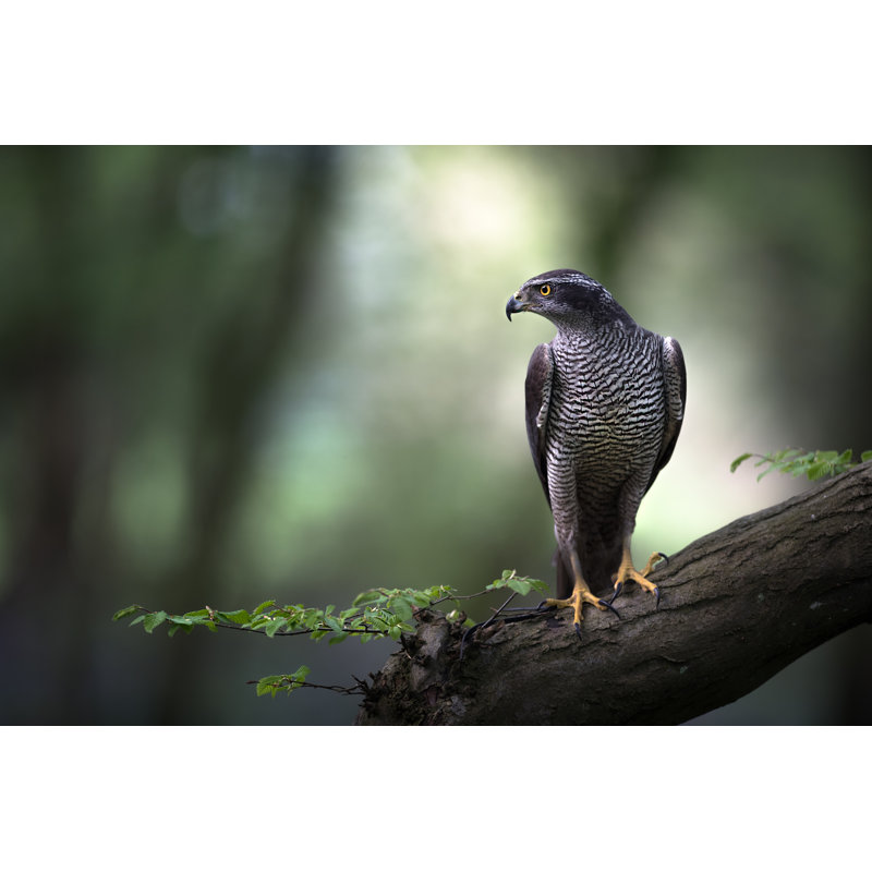 Angelith Goshawk par Nick Hurst - Photographie sur toile tendue, H 8 po x l 12 po x P 1,25 po