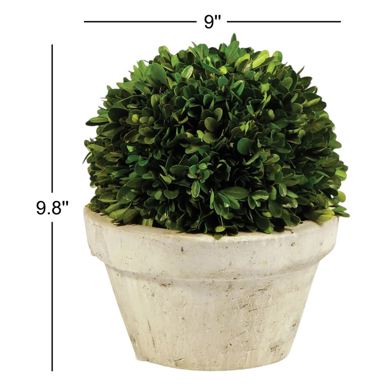 Boxwood Topiary in Ceramic Pot, 9.8'' H X 9'' W X 9'' D