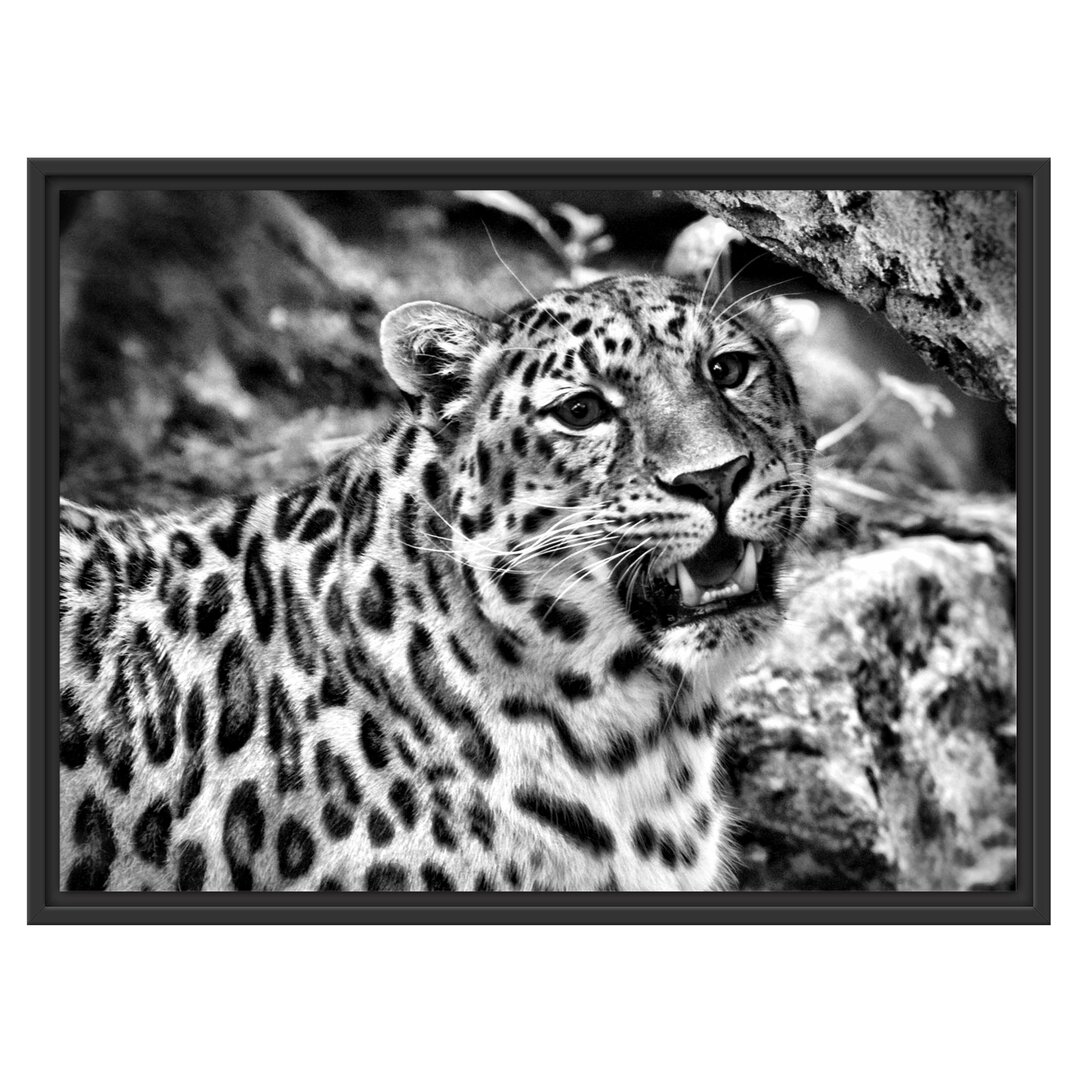 Gerahmtes Wandbild prachtvoller Leopard