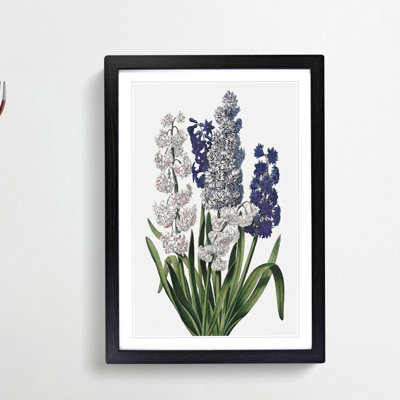 Hyacinth Flowers by R.J. Thornton - Framed Print