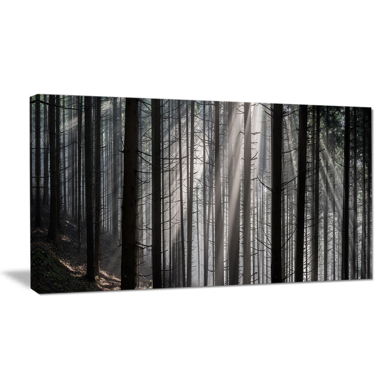 Sunbeams Through Dark Forest Landscape Canvas Print