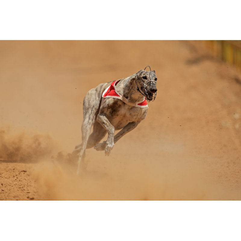 Sprinting Greyhound - Wrapped Canvas Print, 30cm H x 46cm W