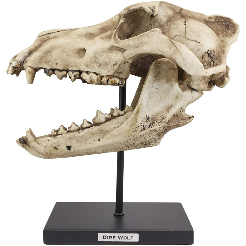 Faux taxidermie réplique crâne et dents