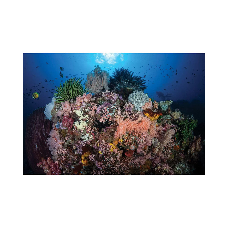 A Beautiful and Fragile Coral Reef Grows in Komodo National Park, Indonesia II 1 Piece Wrapped Canvas Wall Art