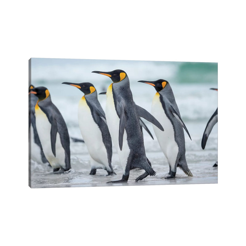 King Penguin, Falkland Islands. by Martin Zwick - Wrapped Canvas Print, 101.6 cm H x 66.04 cm W x 1.91 cm D