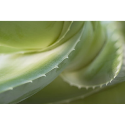 Abstract Aloe by Patty_C