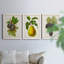Antique Fruit VI - ensemble de 3 reproductions d'art sur toile-1071139948-1071139947