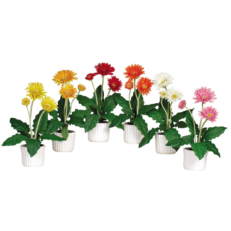 Arrangement floral Gerber Daisies