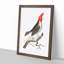 Crested Cardinal Bird by George Shaw - Framed Print-55621352-55621353