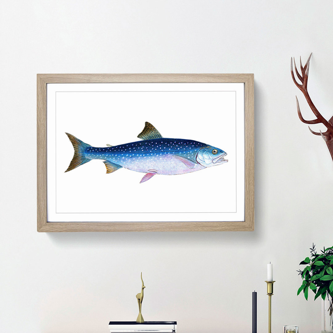 Alpine Charr Fish by Edward Donovan - Single Picture Frame Painting