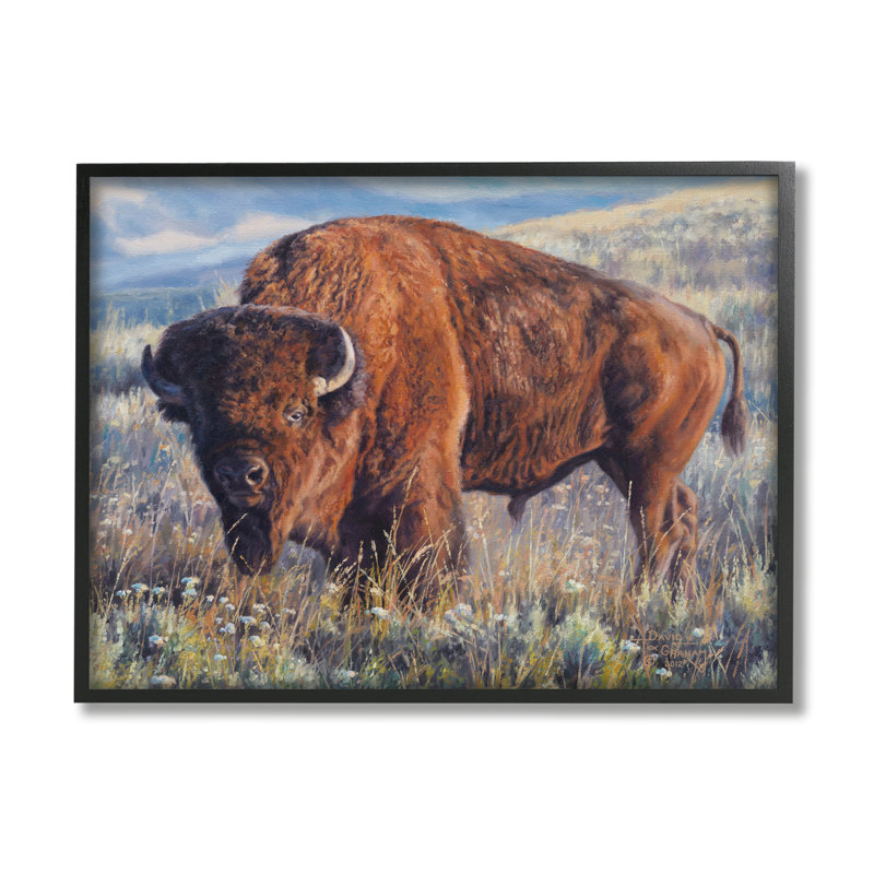 Bison qui broute dans la prairie par © David Graham, H 11 po x l 14 po x P 1,5 po, Giclée encadrée noir minuit