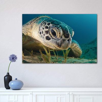 " Gaze " Print