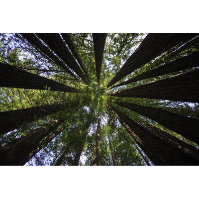 Redwoods - Wrapped Canvas Print