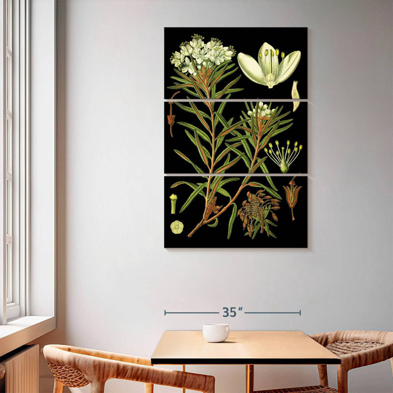 Harnek Marsh Labrador Tea Plant, 65" H x 42" W