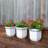 Nadija Planter-14002345-43586256