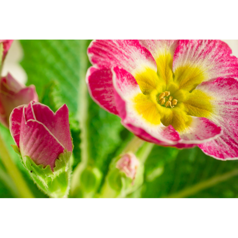 Cecila Flowers And Grass - Wrapped Canvas Print, 81cm H x 122cm W x 3.8cm D