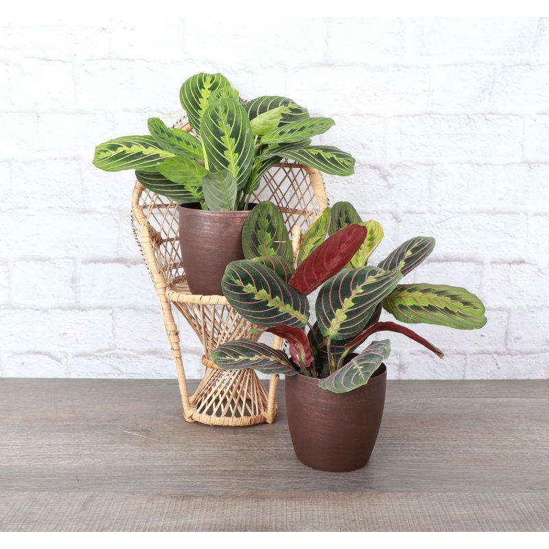 Live Prayer Plant Set in Classic Pots, Copper