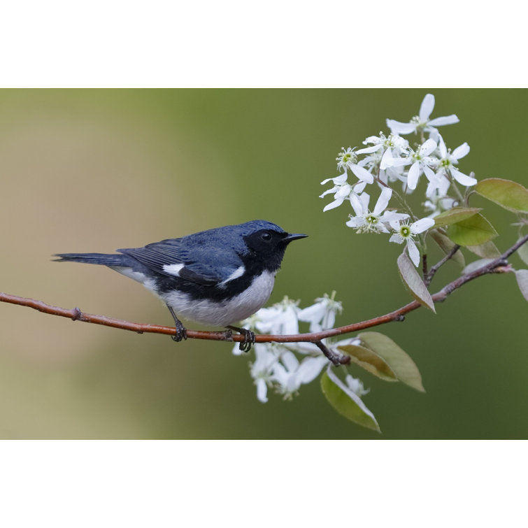 Ebern Designs Black-Throated Blue Warbler by - Wrapped Canvas ...