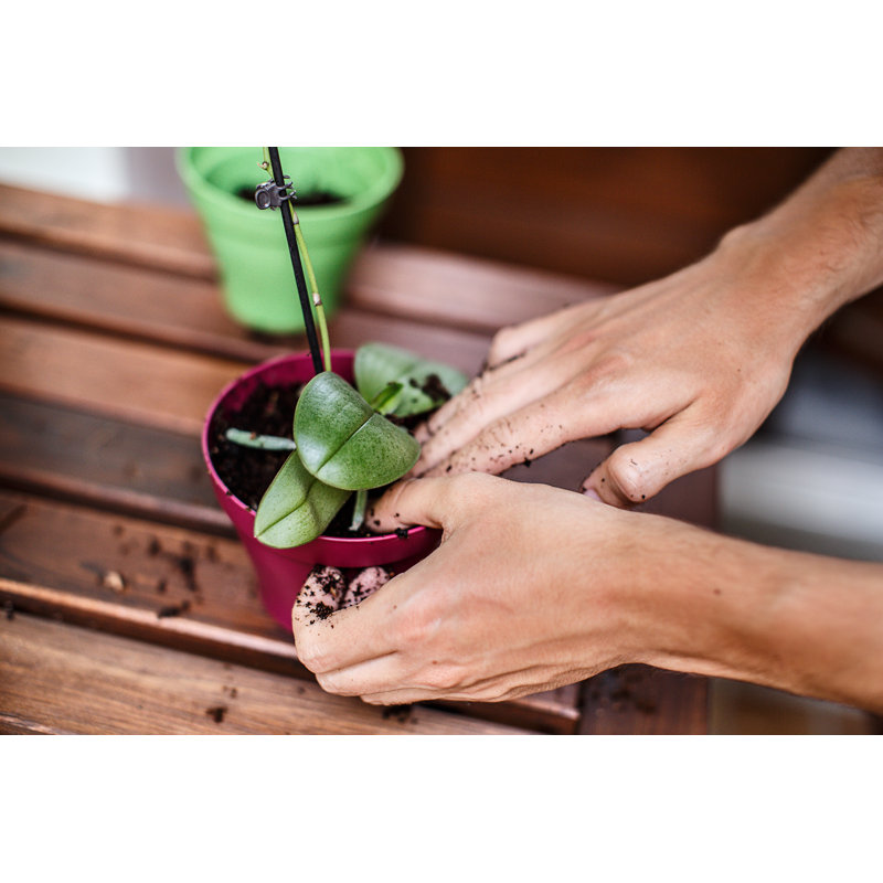 Hands Preparing A Pot To Plant An Orchid by Benedicte THIERRY - Wrapped Canvas Print, 30cm H x 46cm W