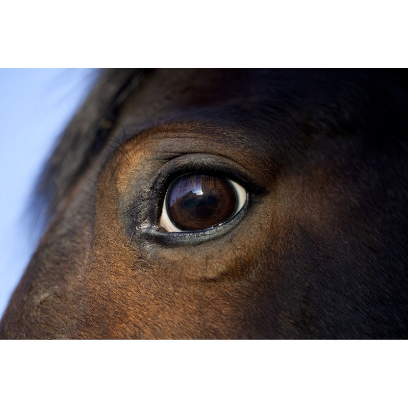 Horse Eye Macro by SashaFoxWalters - No Frame Print on Canvas, 81cm H x 122cm W
