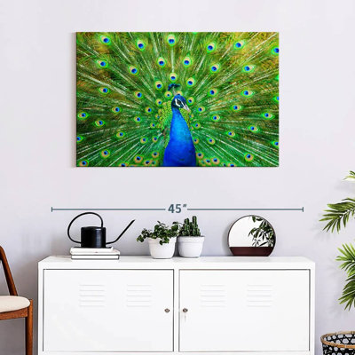 Crowle flamboyant paon