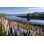 Les lupins du lac Tekapo par Simonbradfield