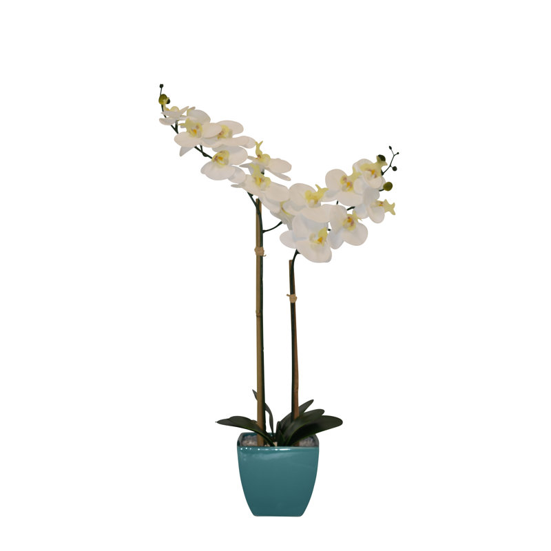 Orchidées florales en pot, Turquoise, Orchidée blanche