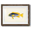 Collection de poissons tropicaux V-1194764187-1194764182
