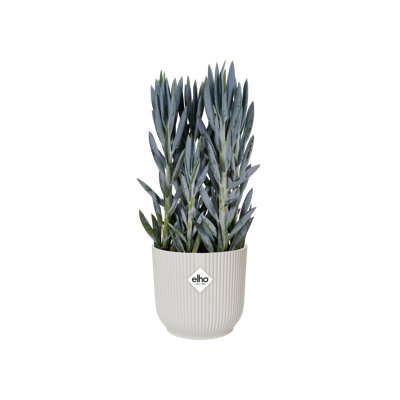 Pot Planter